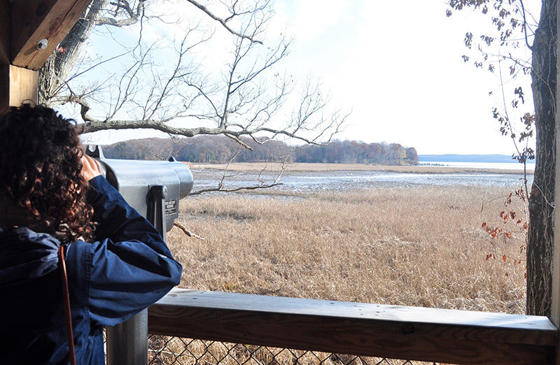 Waterfowl break winter silence at VA wildlife refuge